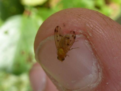 Réf. 239 767 : Homoneura sp.